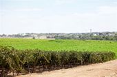 The mother vineyard in Izra'am